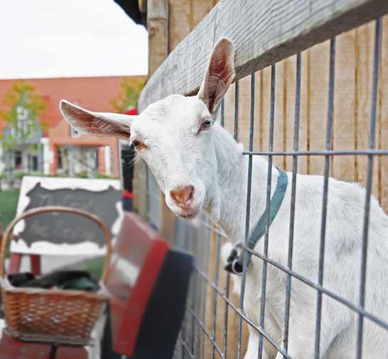 Dutch Village Petting Farm Holland Michigan