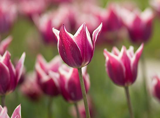 Dutch Village catch Tulips during Tulip Time