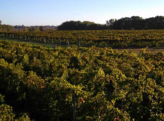 Vineyards of Fenn Valley Winery near Holland Michigan & Dutch Village
