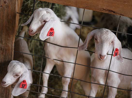 Young goats at Nelis' Dutch Village Michigan