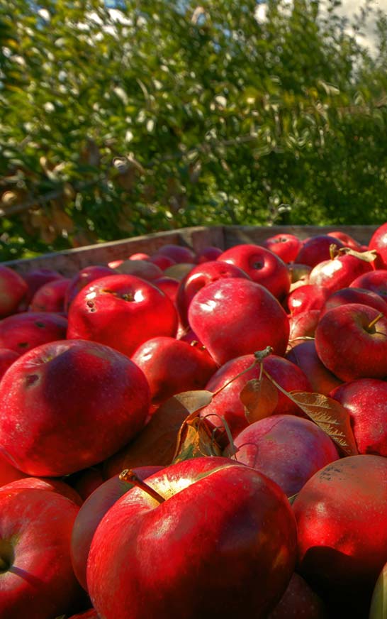 Pick your own fruit near Nelis Dutch Village