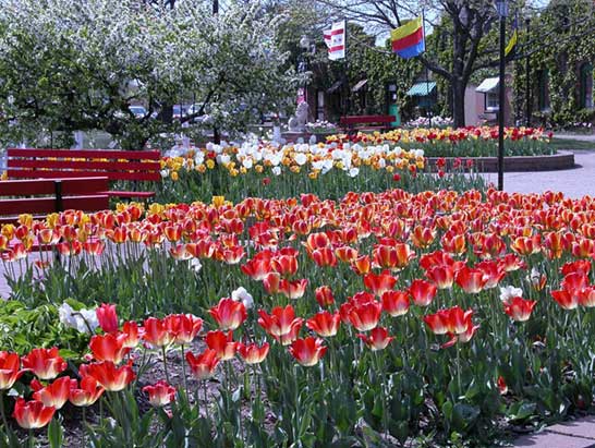 Tulip Time is beautiful at Dutch Village